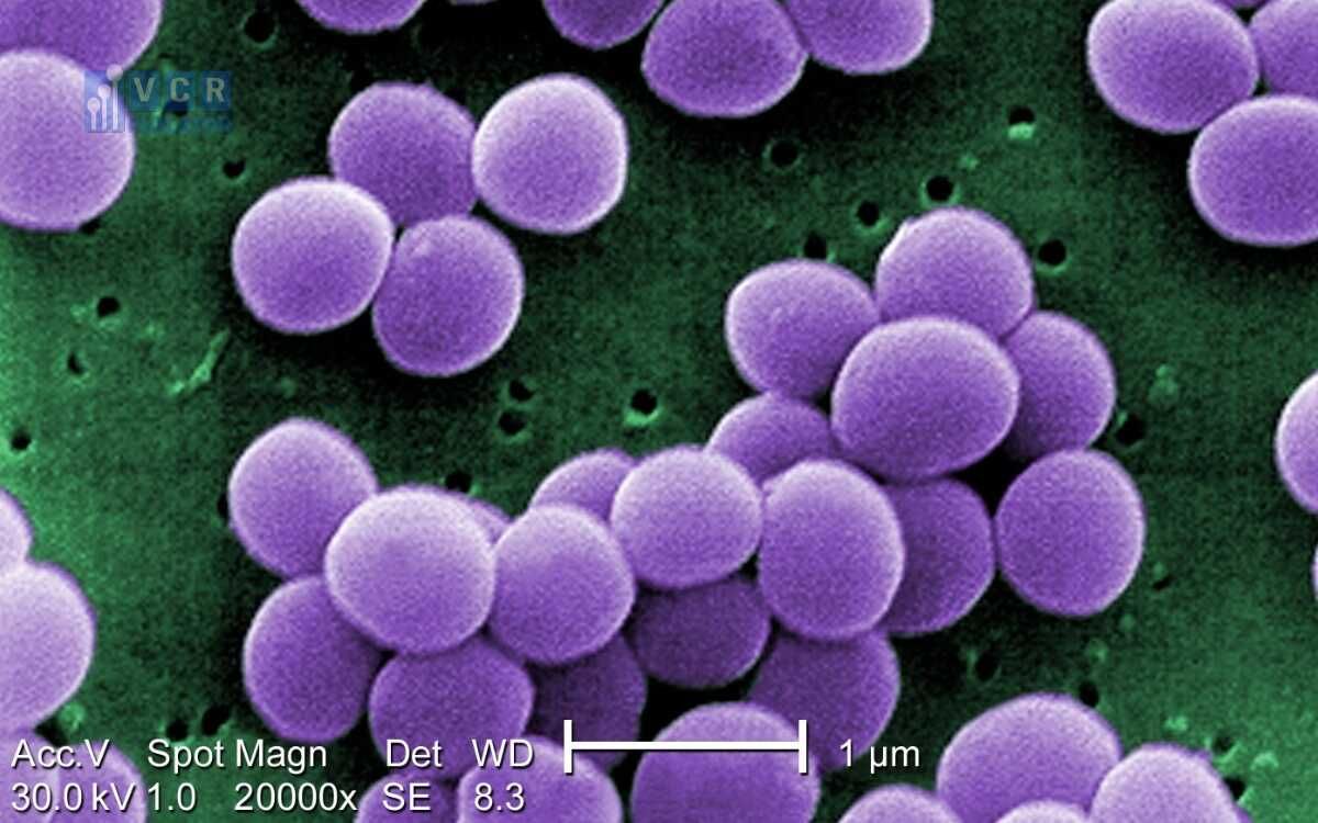 Vi khuẩn Staphylococci